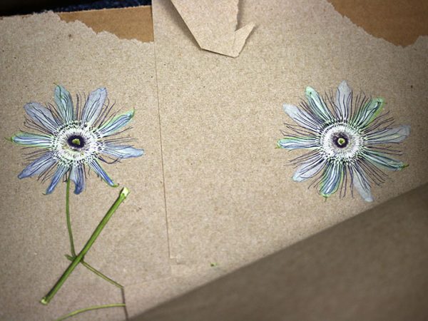pressed passion flowers