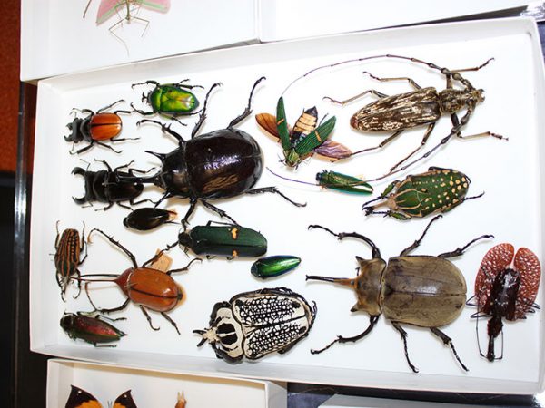 beetle specimens in a white box
