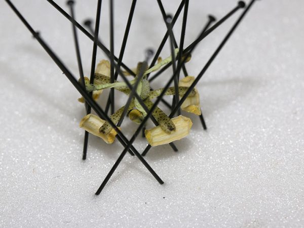 flower stamens pinned to foam