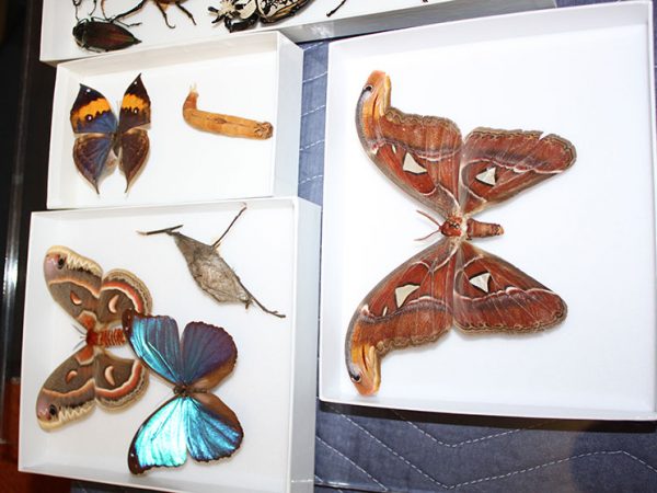 insect specimens in white boxes