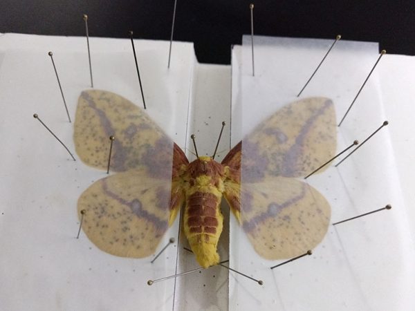 pinned moth specimen