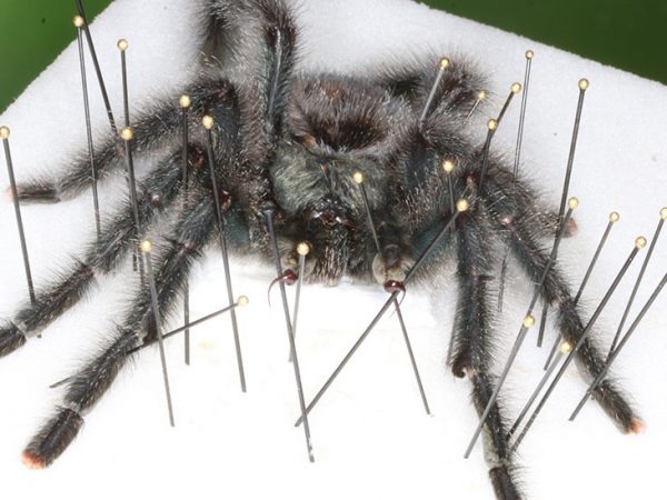 pinned spider specimen