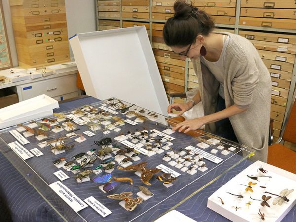 person arranging insects on plexiglass