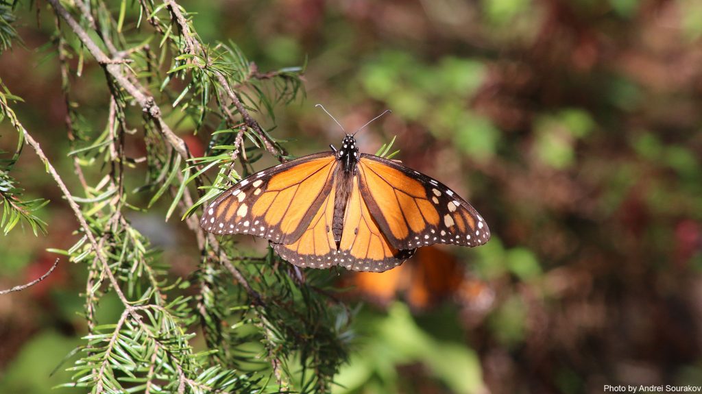 Make Monarch spreads his wings.