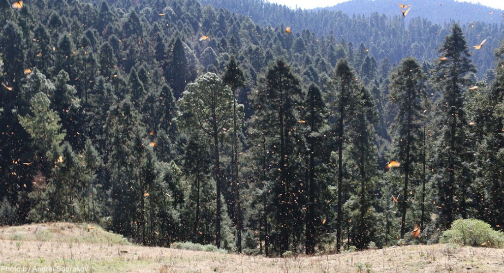 hundred of Monarchs fill the air in front of a forest.