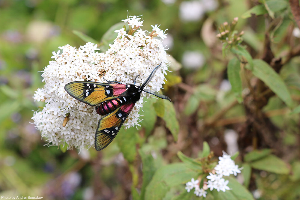 Brightly colored Chrysocale principalis Tiger Moth.