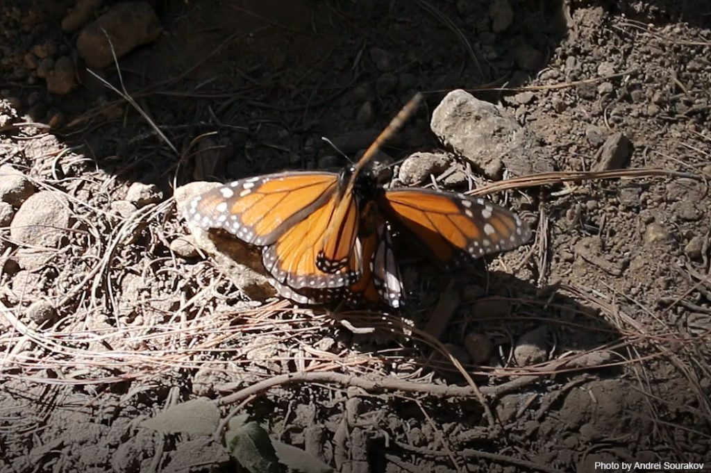 Monarchs mating.