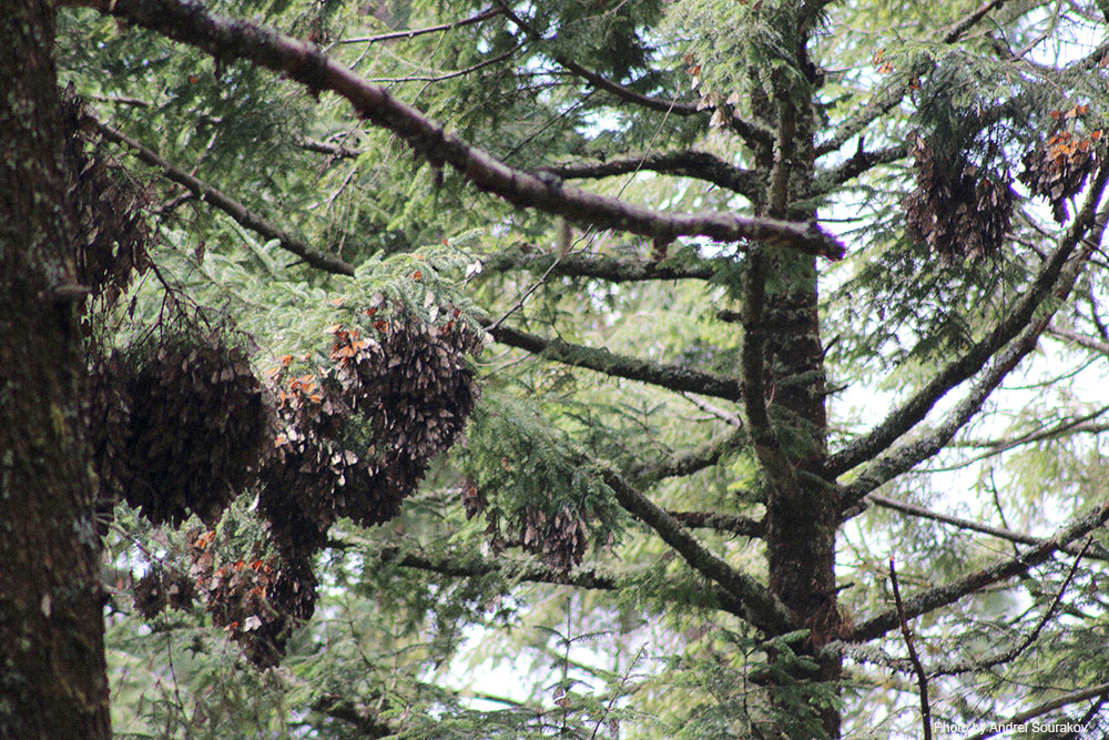 Monarch clusters hang from tree branches.