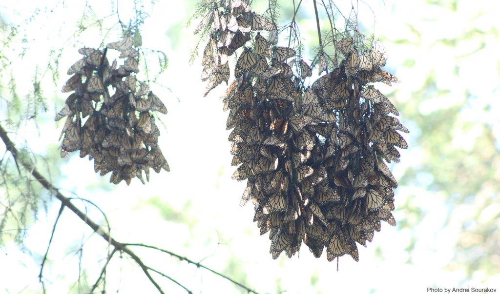 Three Monarch clusters hang from tree branches.