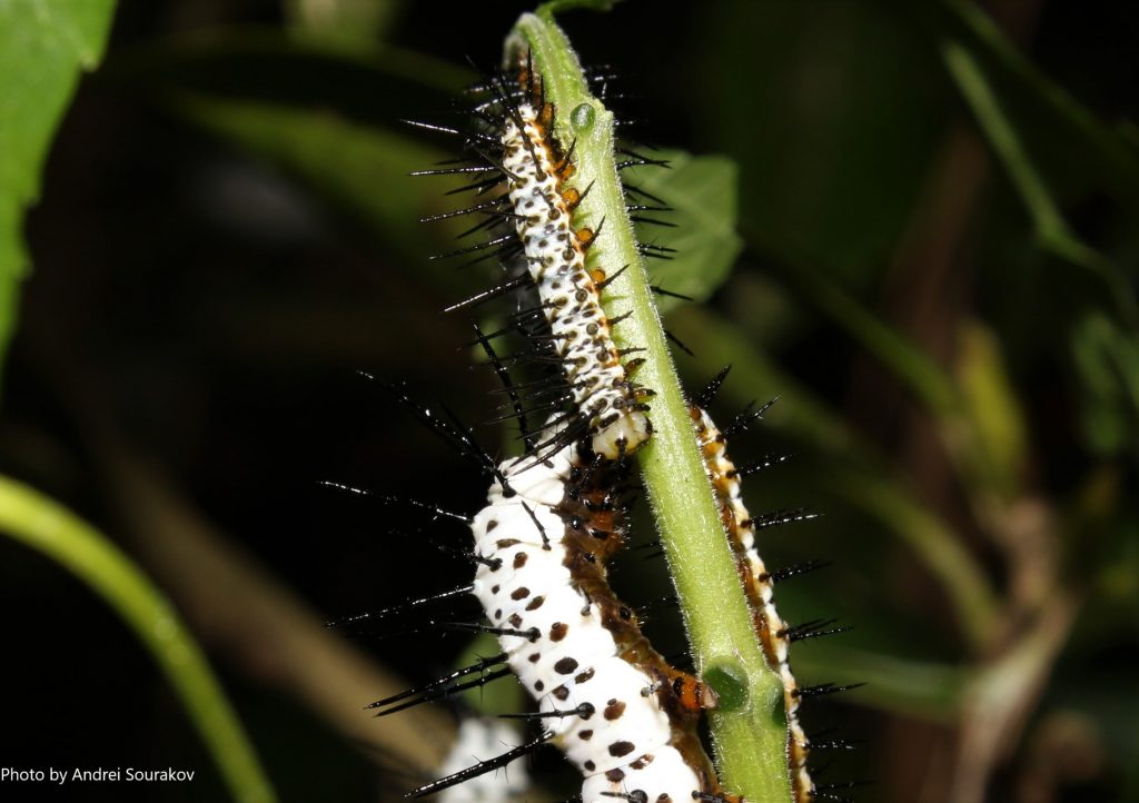 zebra longwing caterpillar