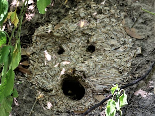 vespula squamosa nest