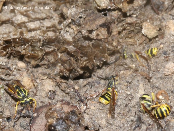 Vespula squamosa