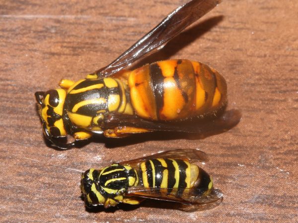 Vespula squamosa