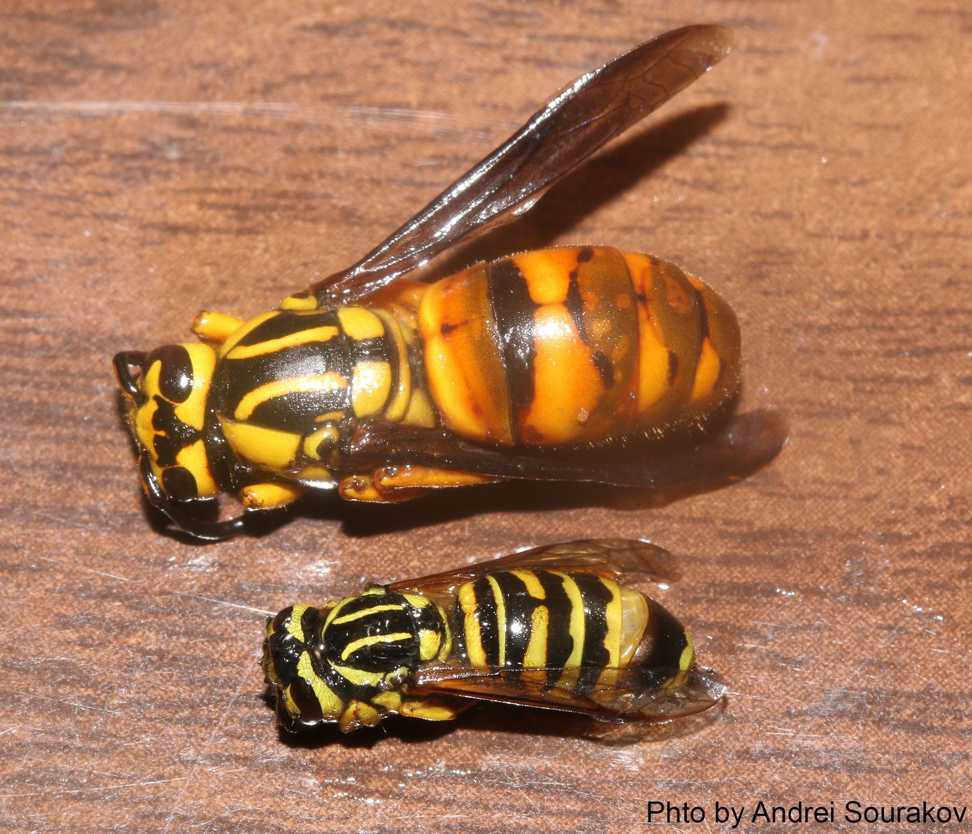What is a yellow jacket discount
