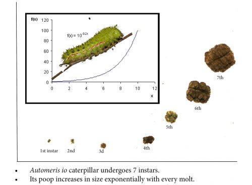 exponential growth of caterpillar frass