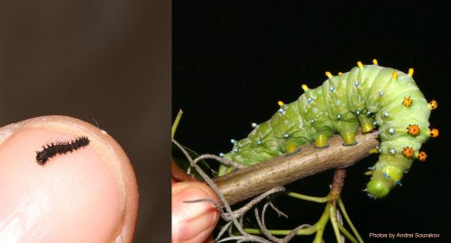 cecropia increase in size caterpillars