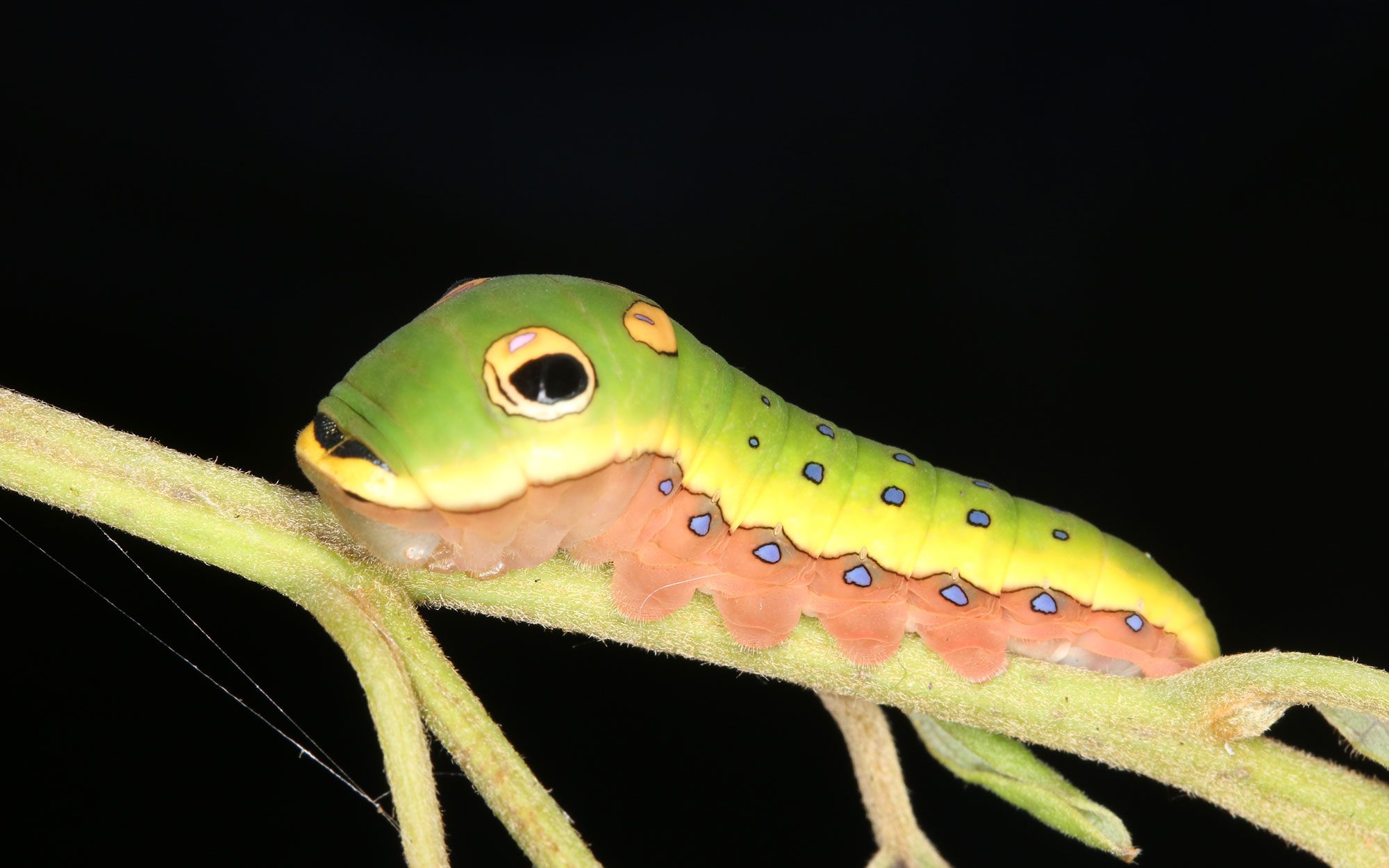 Caterpillar droppings Sisyphean labor meets Herculean task Andrei