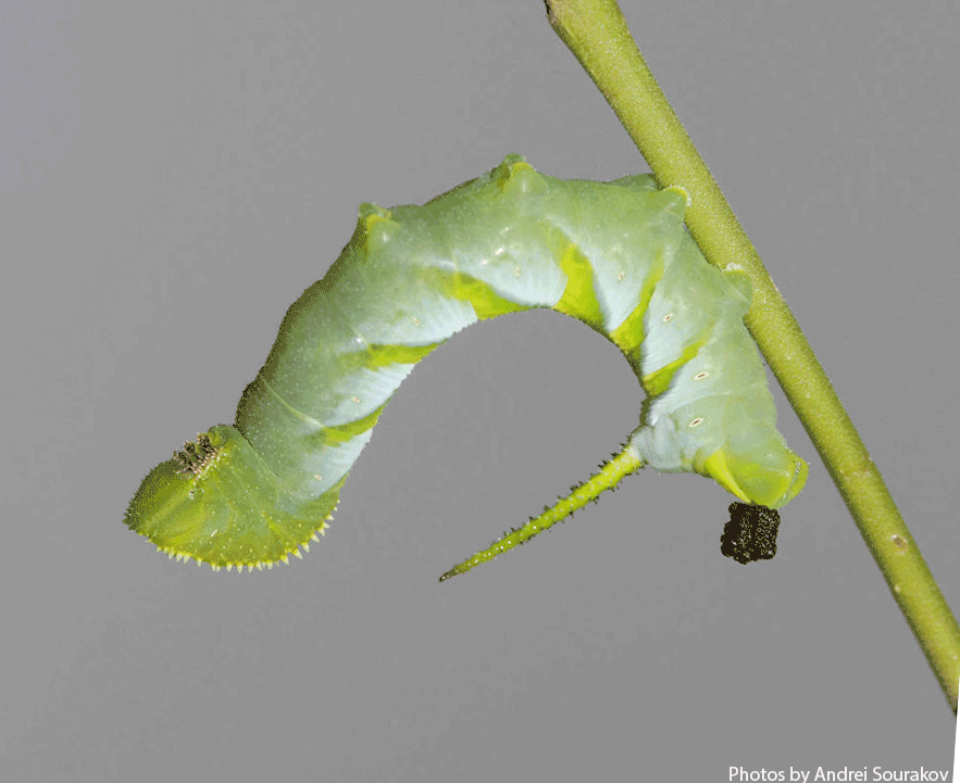 What Does Caterpillar Poop Look Like  