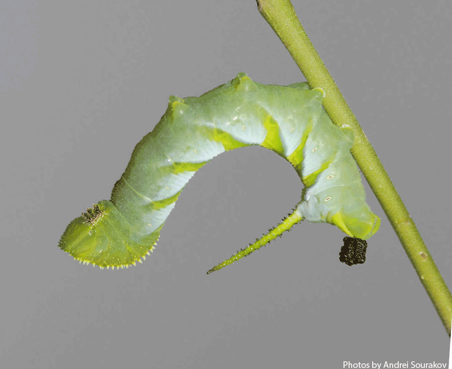 manduca rustica frass