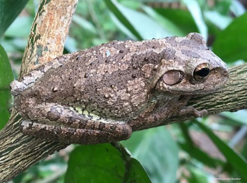 cuban tree frog