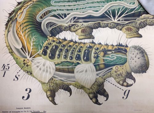 Caterpillar anatomy poster