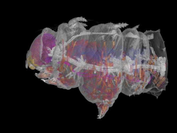 CT-scan Imperial moth cat
