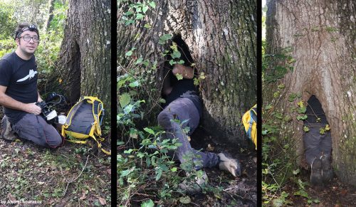 Lary Reeves vs. Hollow tree