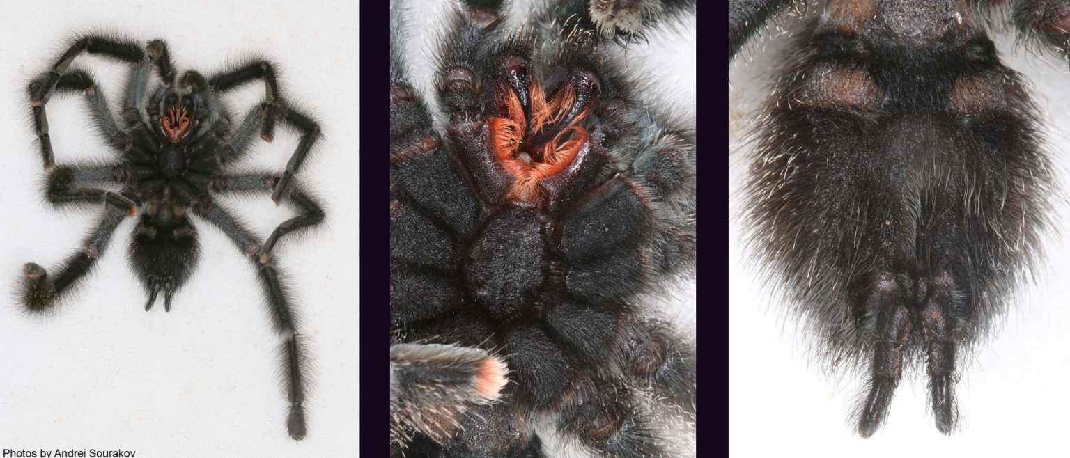 Florida Man Stuffs a Pet Tarantula Andrei Sourakov Lepidoptera