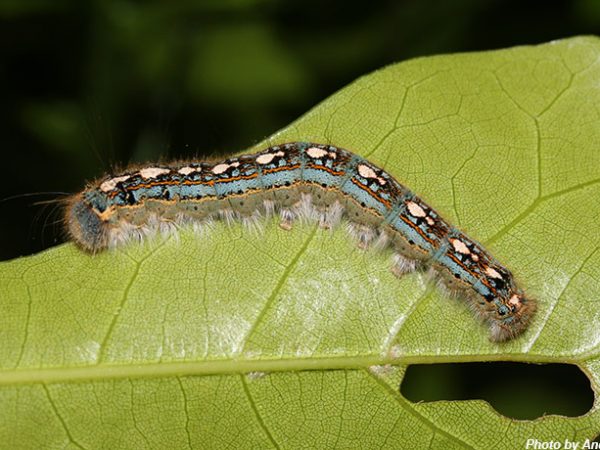 forest caterpillar