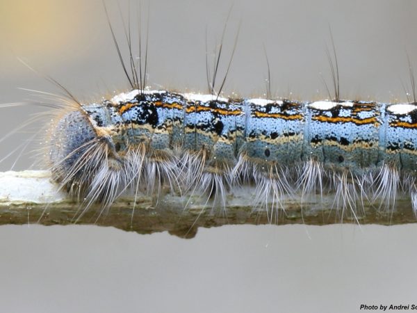 tent caterpillar
