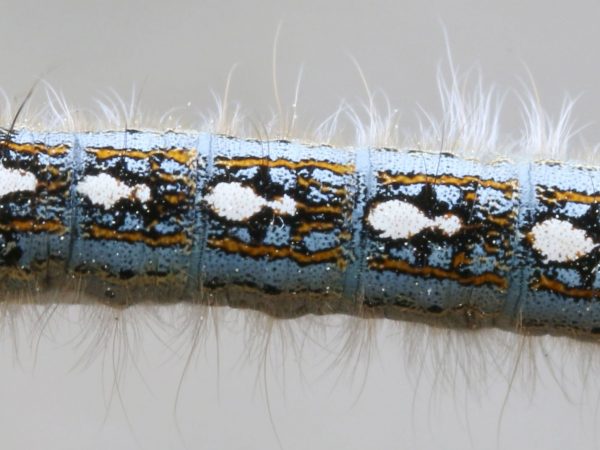 tent caterpillar