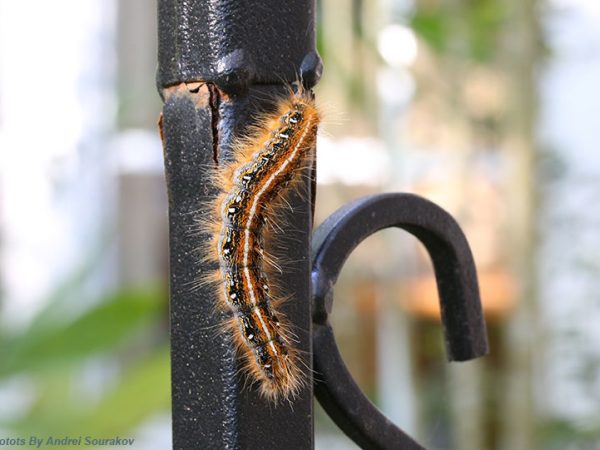 tent caterpillar