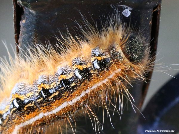 tent caterpillar