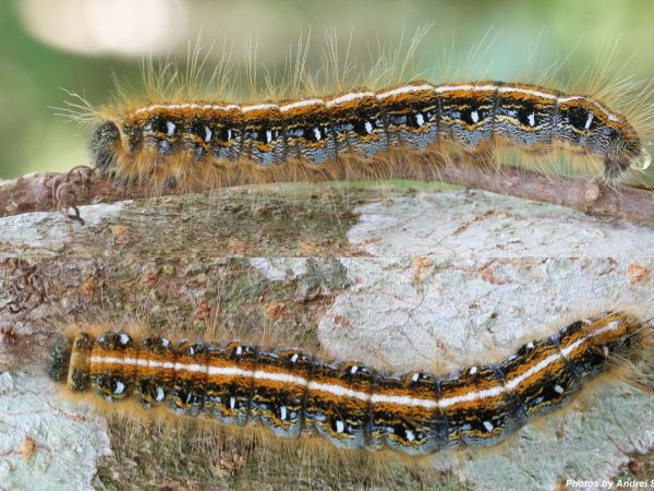 tent caterpillar