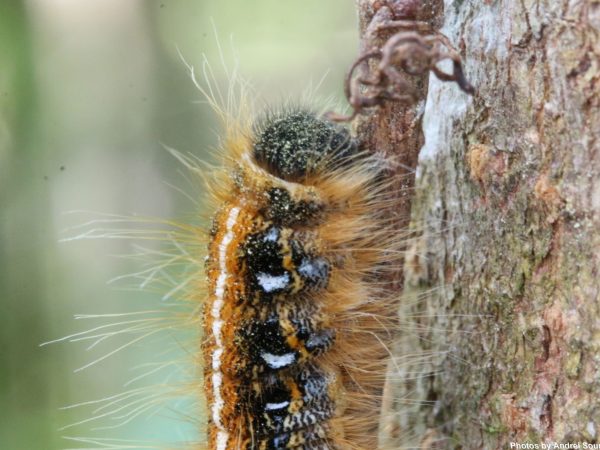 tent caterpillar