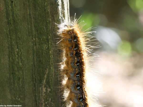 tent caterpillar
