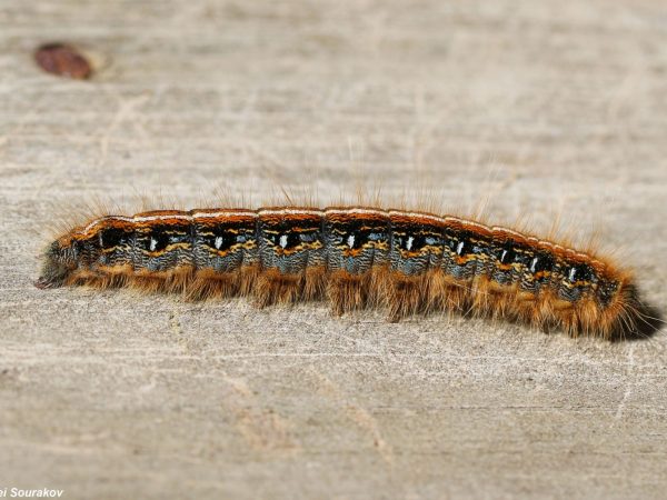 tent caterpillar