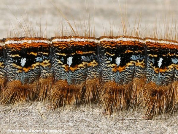tent caterpillar