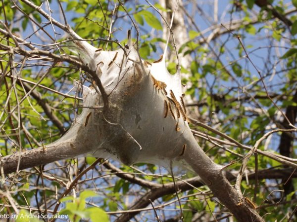 tent caterpillar