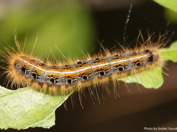 tent caterpillar