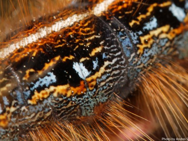 tent caterpillar