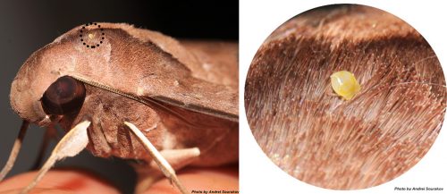 mite-sphinx moth-fg