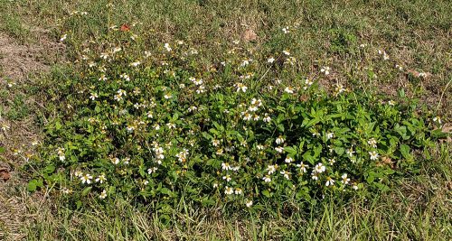 bidens