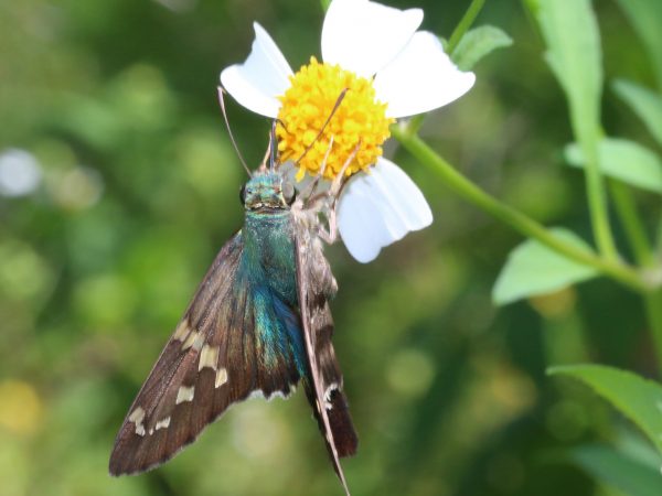 Photo by Andrei Sourakov