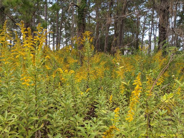 Golden rod