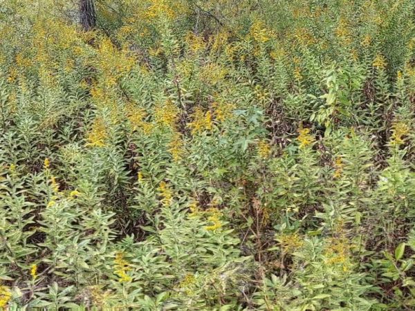 Golden rod