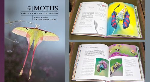 Lives of Moths