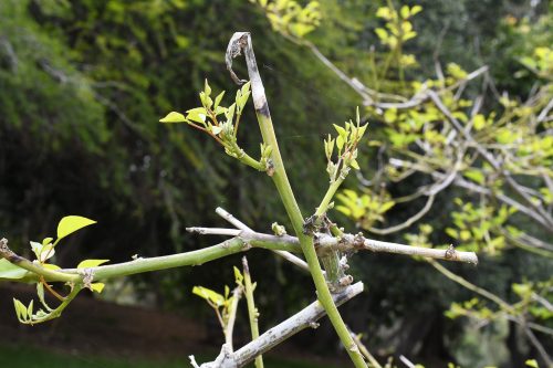 Erythrina