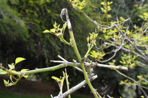 Erythrina 