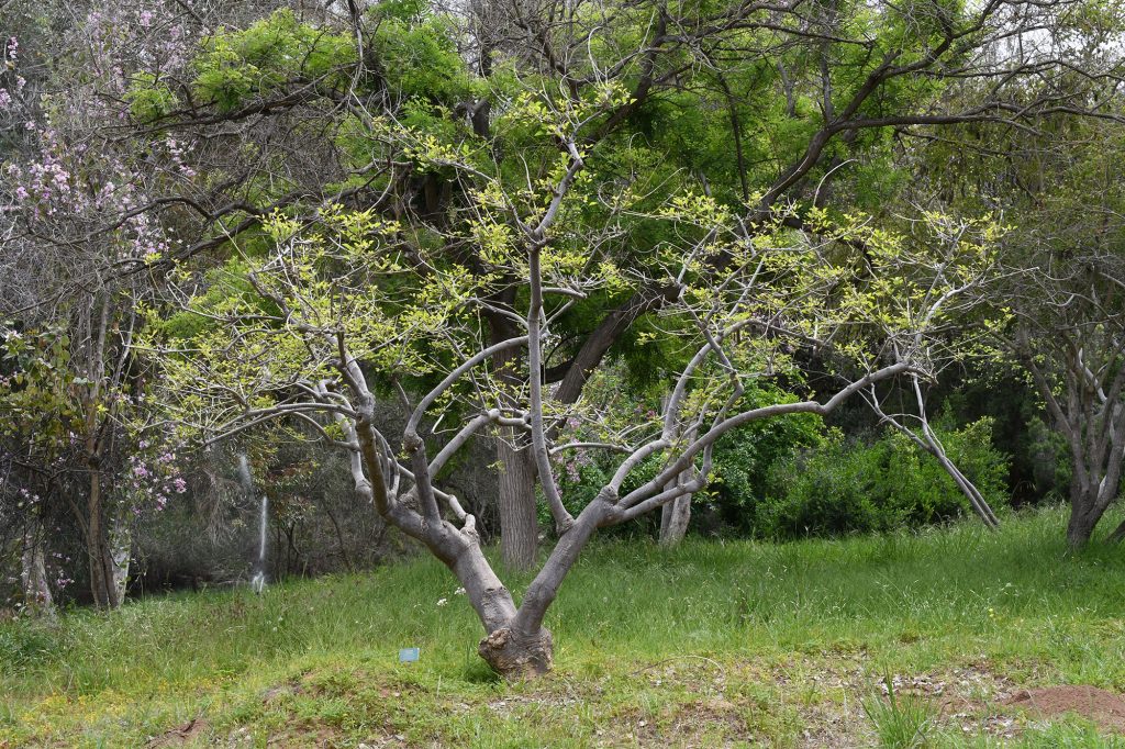 Erythrina